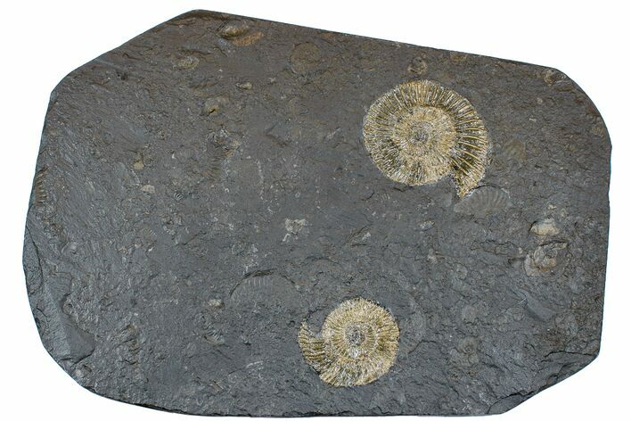 Dactylioceras Ammonite Cluster - Posidonia Shale, Germany #169444